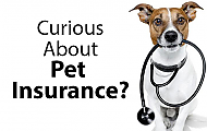 7 Reasons Why You Should Get Pet Insurance